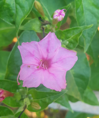 une étoile rose au coeur plus foncé, c'est la belle de nuit, délicatement parfumée