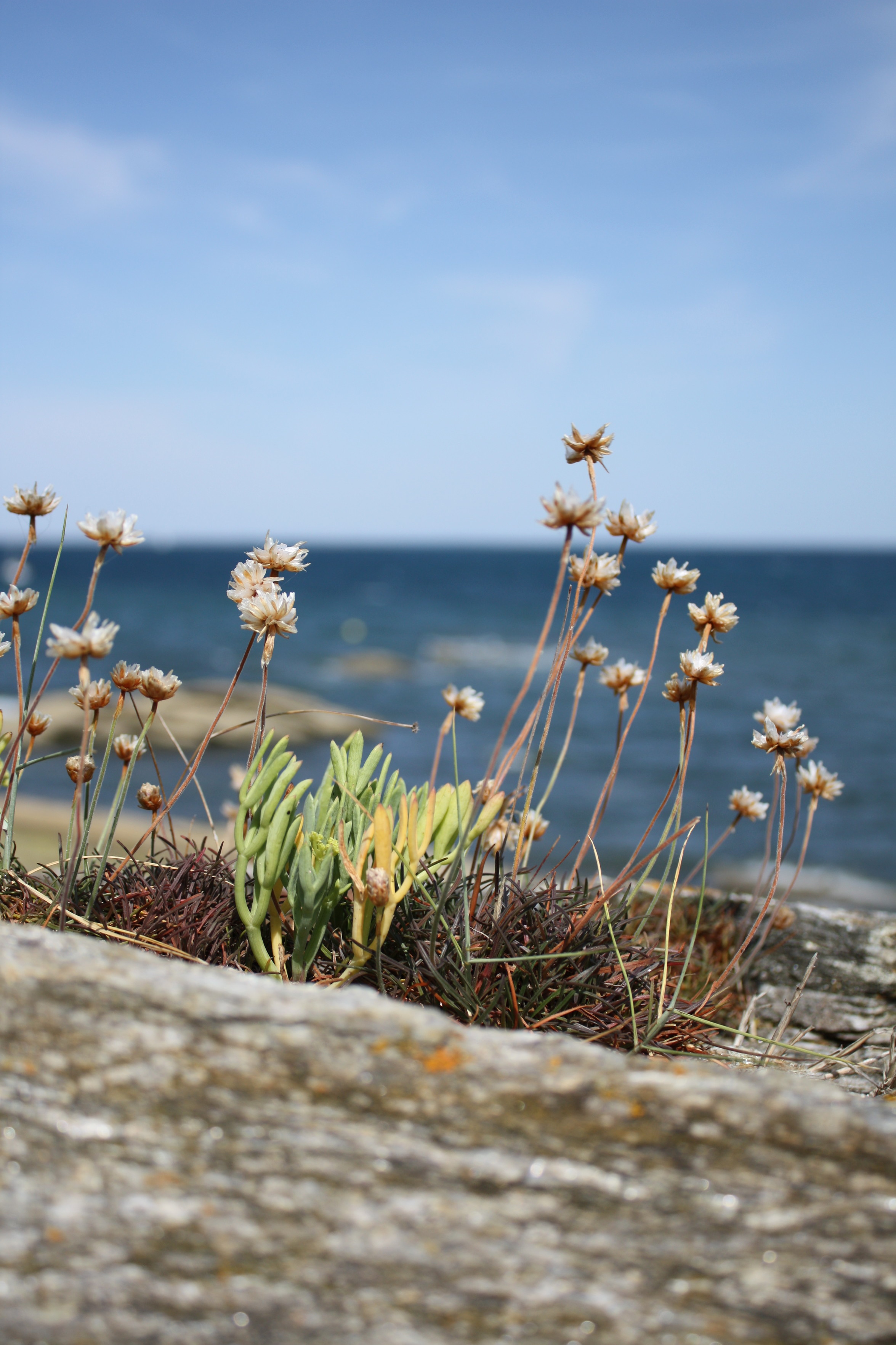 Sur les rochers, des arméries maritimes aux longues tiges fines et aux fleurs  blanches pales et desséchées par le soleil et la chaleur autour d'une pousse de criste marine de couleur verte et jaune. En arrière plan, la mer est d'un beau bleu profond, le ciel est bleu et légèrement voilé.